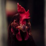 Strategi Bermain Sabung Ayam S128